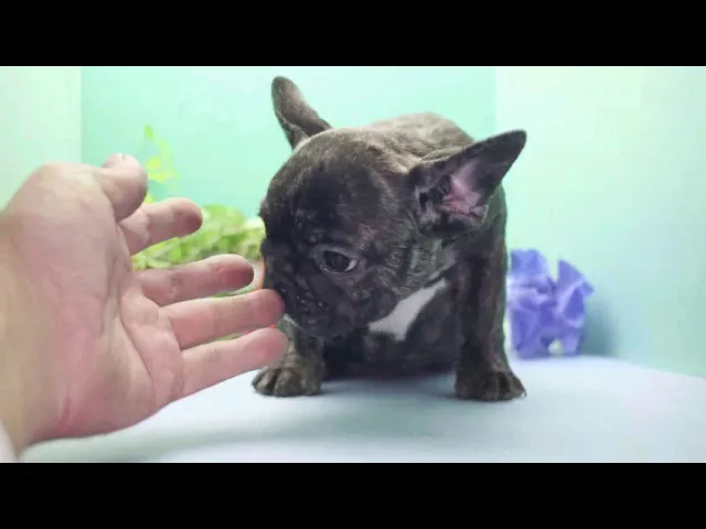 動画