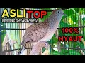 Download Lagu PERKUTUT BANGKOK GACOR SUARA PALING TOP UNTUK PANCINGAN PERKUTUT BANGKOK MANAPUN 