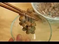 Chickpea natto Garbanzo - Non-Soybean Series-