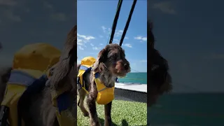 Where do our dogs do their business on the boat? #dogs #gooddog #welovedogs