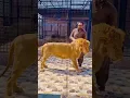 Download Lagu #lion #tiger #animals #lionking #love  khandani Daulat Dubai mein ho raha hai