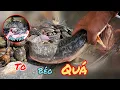 Download Lagu Nước Cạn Thu Hết Rọ Về Và Sắp Có Ếch Sào Hoa Mướp Rồi / HIỆP CUỘI TV
