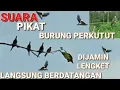 Download Lagu Suara Pikat Perkutut ll Perkutut Liar Langsung Berdatangan Lengket