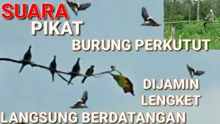 suara pikat perkutut ll perkutut liar langsung berdatangan lengket