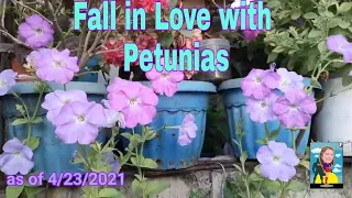 Download Petunia/Fall in Love with Petunia MP3