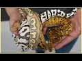 Top 10 BEST Ball Pythons of 2025