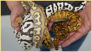 Top 10 BEST Ball Pythons of 2025