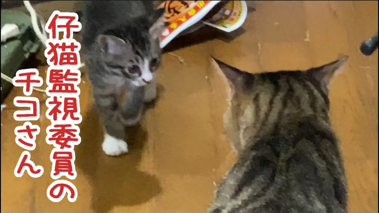 仔猫監視委員のチコさんの仔猫監視活動