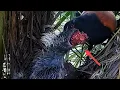 Download Lagu GAWAT, BISA MATI BURUNG INI KALAU MAKANAN SEPERTI INI