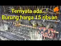 Download Lagu Opyor Jawa Harga Murah Meriah Tanpa Menguras Isi Kantong