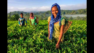 Ethiopian Music Abayu Zewde አባዩ ዘውዴ Yene Abeba New Ethiopian Music 2022 Official Music Music 