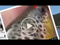 Trout for clout - using a trout for clout