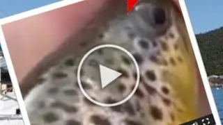 Trout for clout - using a trout for clout