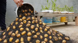 Using this method You can grow potatoes all year round Growing potatoes in plastic containers