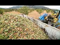 Lagu 2.8 Billion Pounds Of Almonds Harvested This Way In California - Almond Processing Factory