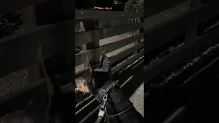 #fyp #dream #youtube #doberman #pets