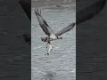 Download Lagu Osprey dives \u0026 catches a huge fish 🐟 Copyrighted Canon R1 +RF 100-500 #wildlife #birds