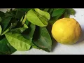 Download Lagu SIRI YA MLIMAO MCHAWI AKIKUGUSA AMEKWISHA |KINGA KUBWA SANA TUMIA HIVI!