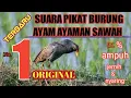 Download Lagu suara pikat burung ayam ayaman jantan/betina 💯% ampuh.#suarapikat