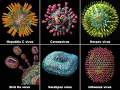 Chapter 5 Viruses and Prions