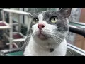 KPRC 2 Pet Project Meet Belle the coolest kitty around