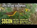 Download Lagu Suara Pikat Sogon Betina Ribut Memanggil Sogon Jantan Liar Paling Ampuh 