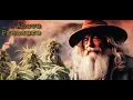 101CANNABIS 780CEMOR PACIFIC SEED BANK-GRAPE COOKIES DUCKFOOT FLOWER POWER NO LEGS 3X3