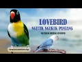 MASTERAN BURUNG LOVEBIRD NGETIK NGEKEK PANJANG