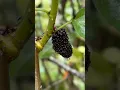 Download Lagu Moerbei | Moerbei #kinderen #natuur #dorpsleven #gezond #eten #boerderij