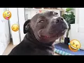 Download Lagu I dare you not to LAUGH at these FUNNY DOGS 😁🦮 - Best Funny Animals Videos 2025 #82