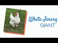 White Jersey Giant Chickens For Backyards