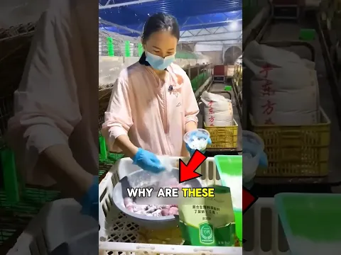 Baby Rabbits Covered in White Powder? 🐰😱