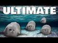 Bouncing Seals ULTIMATE 4