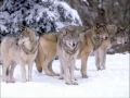 Download Lagu Tema do filme Dança com Lobos...