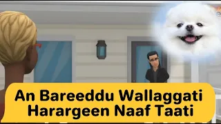 New Ethiopian Oromo Comedy Shaashe Fun Orofun Jalojuice 2025 