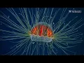 Download Lagu Weird and Wonderful: The psychedelic jelly is one of the most colorful residents of the deep sea