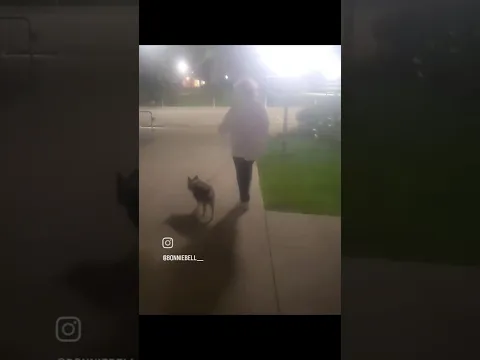 "NIGHT WALK" (2023) -- a microfilm about walking our doggie