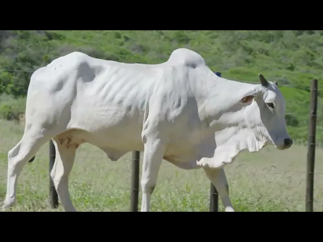 Matriz Nelore RDM - A9070