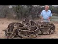 Attenborough Fully Grown Python Eating a Deer Life in Cold Blood BBC Studios