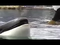 Dawn s last day with Tilikum