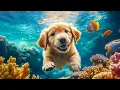 Download Lagu 12 Hours Of Dog Music🎵Calming Music for Dog Deep Sleep🐶🎵Separation Anxiety Music for Dog Relaxation🐶