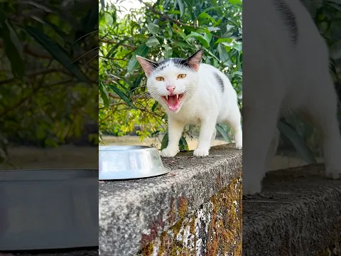 Kittens meowing to attract Cats 😱 | Cat 😻 | Cats videos | Cat sound | Cat voice | Cat video | Cats