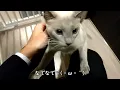 【猫グッズ】お出迎えしてくれたララの様子を撮影しました。＃４
