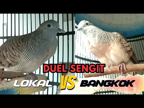 Download MP3 ADU DUEL PERKUTUT LOKAL VS PERKUTUT BANGKOK