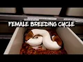 The Ball Python Female Breeding Cycle
