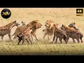 Download Lagu Rivalries in the Savage Empire | Savage Kingdom | Wild Animal Documentary