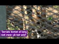 Lagu De Serval wordt gehouden als huisdier en dat zorgt voor nogal wat discussie