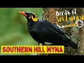 Lagu SOUTHERN HILL MYNA | Birds of Sri Lanka with Mihela | Sound / Call
