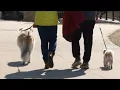 Dubuque leaders consider allowing dogs cats in all parks