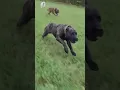 Download Lagu Presa Canario out for a run | the proper k9 presa canarios